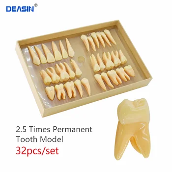 32vnt./set Dantų modelio derva 2,5 karto nuolatinio danties modelio modeliavimas Izoliuotas dantų mokymas Odontologijos modeliai