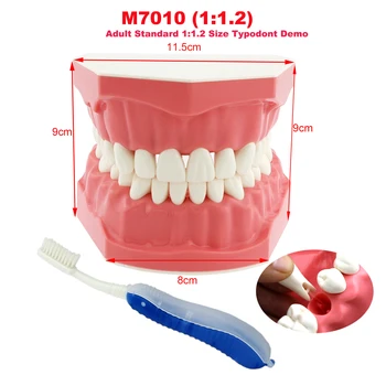 Dantų dantų modelis 1:1.2 Suaugusiųjų kilnojamas nuimamas mokymo modelis odontologijos mokymui Studijuojant valomąjį siūlą Demo