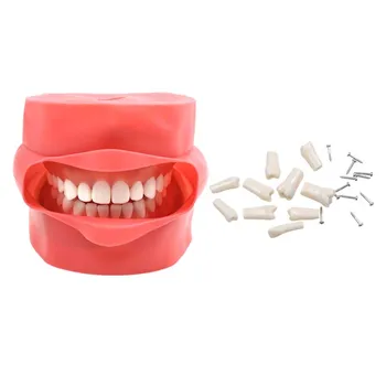 Dantų tipodontinis dantų modelis Odontologo išsilavinimas Dantų modelis Dantų medžiagos Dantų instrumentas