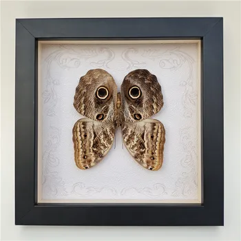 Tikras drugelio egzempliorius Pelėdos drugelio vabzdys medžio masyvo nuotraukų rėmelis namų dekoro rinkinys stalo dovanų svetainės dekoravimas